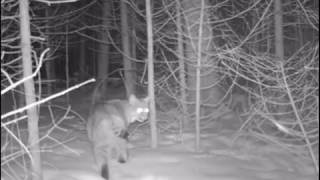 Bobcat Snared On Camera LIVE