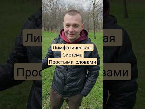 Лимфатическая Система Простыми