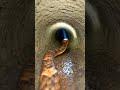 Corn Snake POV: Micro Camera Journey Through Forest Burrow System