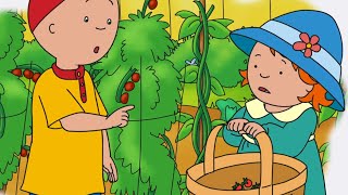 Let's Grow Some Raspberries! | Caillou Compilations