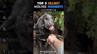 9 Times Wolves Acted Like Goofballs #shorts #funny #wildlife