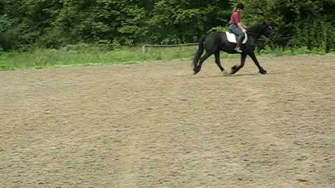 Dale's Pony Sterling walk/trot/canter right