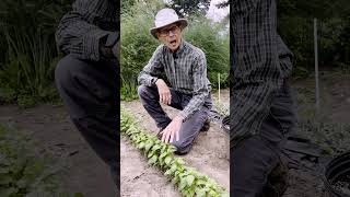 Grow Fresh Basil for MONTHS! 🌿 Steve's Simple Secret Grow Fresh Basil for MONTHS! 🌿 Steve's Simple Secret