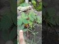 আমার সবচেয়ে পছন্দের গাছ লজ্জাবতী #viral #trending #song #isqrisk #tree #Lojjaboti