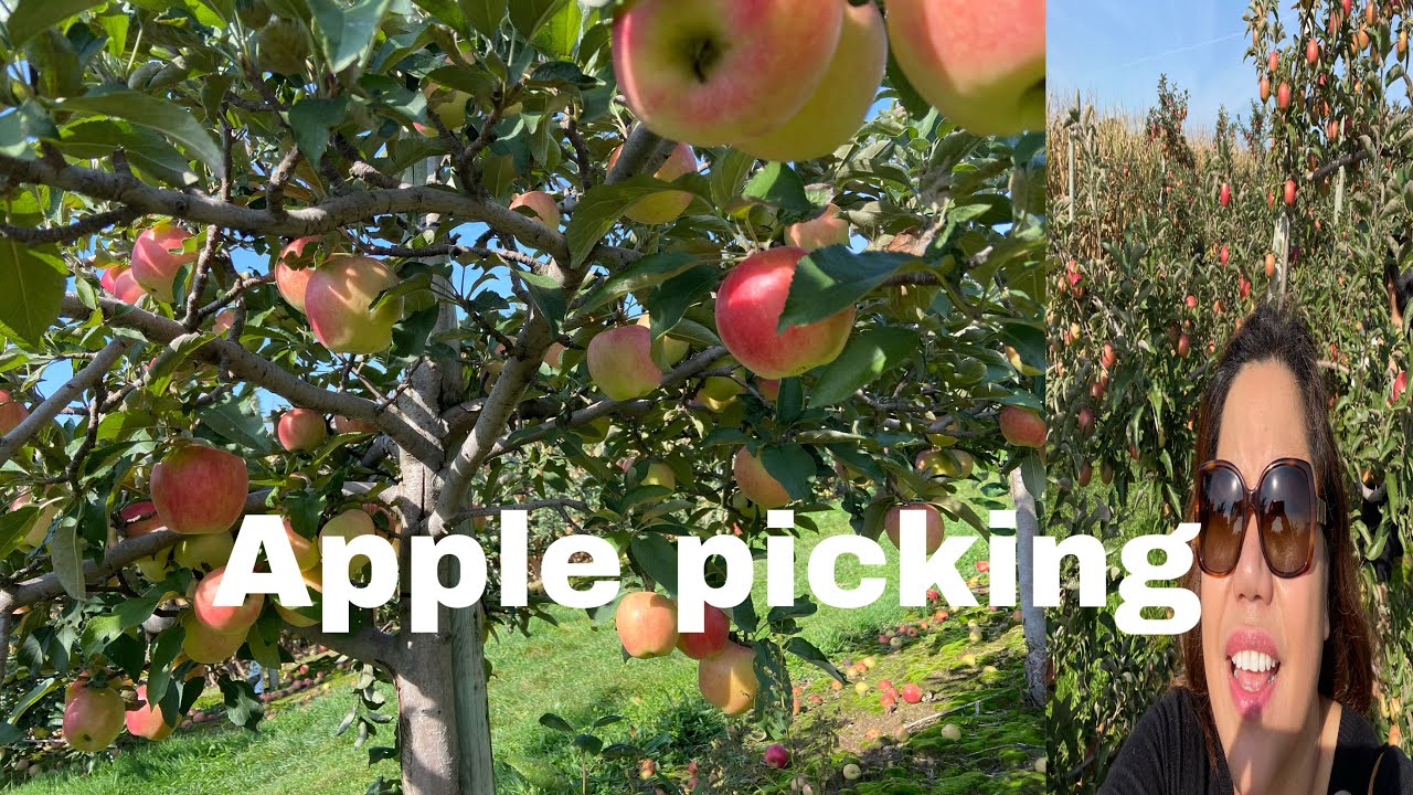 Apple picking Train Ride Apple Land Thorndale, ON YouTube Apple picking Train Ride Apple Land Thorndale, ON YouTube