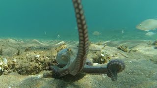 Атака осьминога в Эгейском море