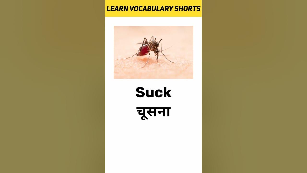 Suck Meaning In Hindi Learn Vocabulary Shorts YouTube suck-meaning-in-hindi-learn-vocabulary-shorts-youtube