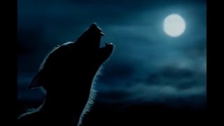 Sandor Gavin  Call Of The Wild a Fresh Kill Mix synthpopretrowavenu Disco