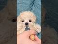 このマルプー見てから寝ろ💕🐶 Go to Sleep After Watching This Maltipoo