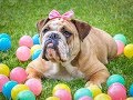 「絶対に笑う」あり得ないことをする犬★おもしろい犬のハプニング, 失敗画像集 #43