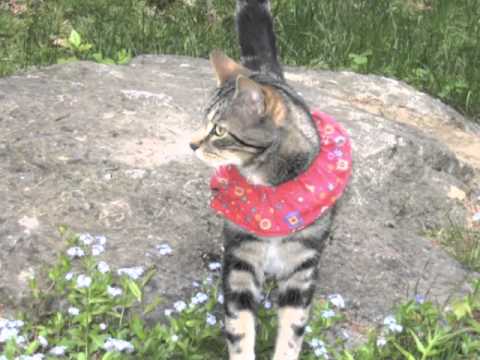 birdsbesafe cat collar