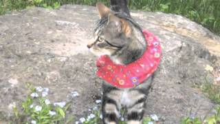 Birdsbesafe Cat Collar Video by birdsbesafe 14,283 views 12 years ago 2 minutes, 11 seconds