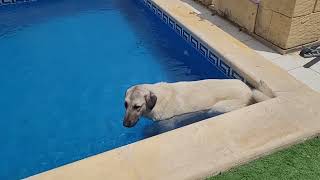 Mika the Kangal has decided to officially open the swimming pool season! #kangal by Kangal Whisperer Mike 332 views 11 months ago 1 minute, 31 seconds