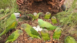 Amazing Video A man digs a hole in the ground meet Parrots in nest.