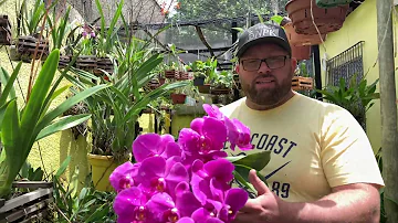 Quantas vezes ao ano as orquídeas florescem?