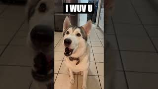 Talking Husky Learns To Say "I LOVE YOU" In 60 Seconds!!!! screenshot 1