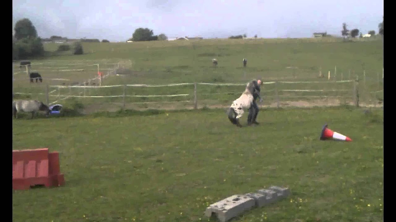 Shetland Rearing MY CHEEKY SHETLAND REARING.. AGAIN! - YouTube