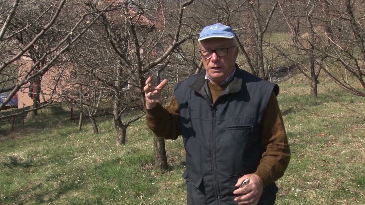 Pravilno orezivanje voćaka