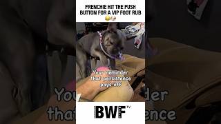 Frenchie Hit the Push Button for a VIP Foot Rub 😂🐶
