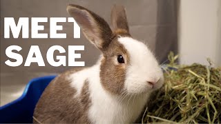 Meet our new Rescue Rabbit SAGE 🐰 screenshot 5