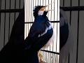 Suara Jalak Suren Gacor Unik #jalaksurengacor #starlingbird #jalaksurenisian
