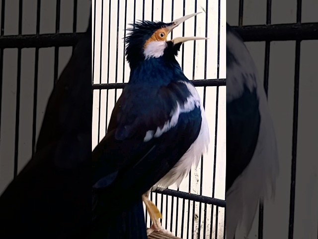 Suara Jalak Suren Gacor Unik #jalaksurengacor #starlingbird #jalaksurenisian class=