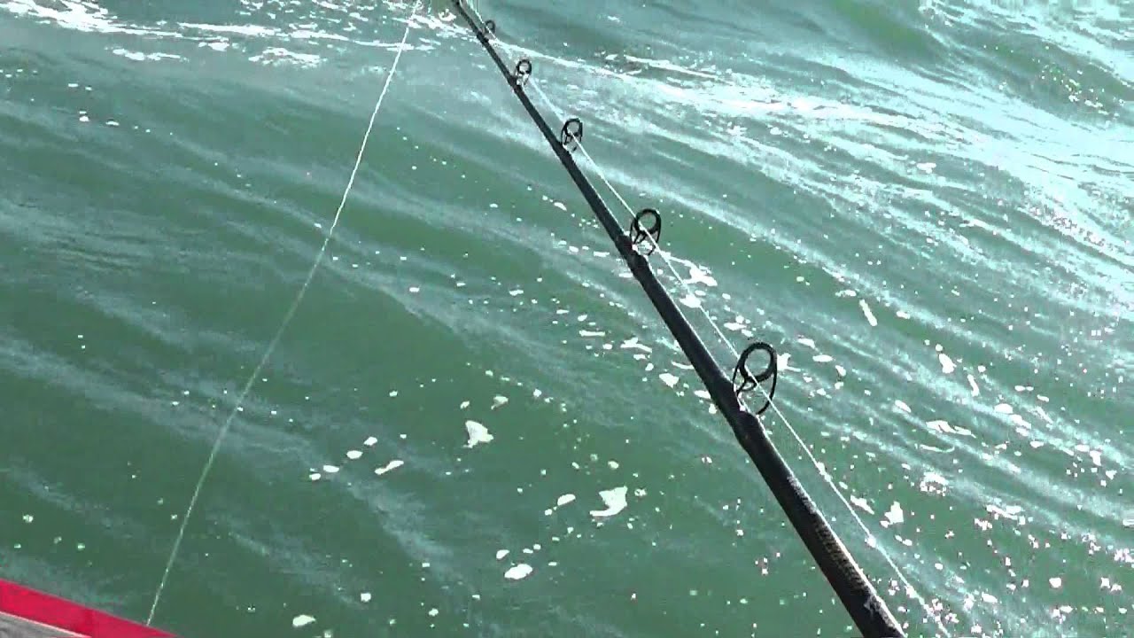 Fishing in a fleetline sapphire fishing for snapper in the Firth of