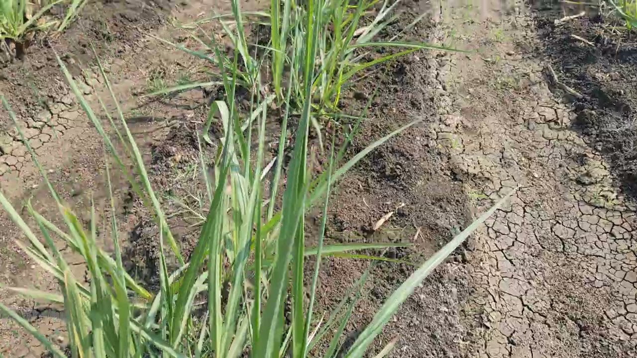 खोडवा व्यवस्थापन डोस देताना शेतकरी आत्माराम भाऊ अंबोरे गाव ताडकळस ता पुर्णा जि परभणी 