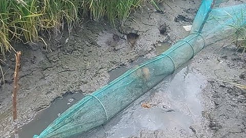 244 . Bắt Cá Cạn | Đổ dớn mini mùa lúa chín chút xíu Cá ăn không hết  | Đất Long An