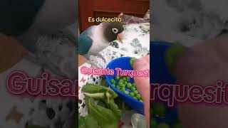 TRAVESURAS DE MIS AGAPORNIS. Probando el guisantito🫛
