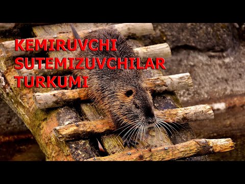 KEMIRUVCHI SUTEMIZUVCHILAR TURKUMI | КЕМИРУВЧИ СУТЕМИЗУВЧИЛAР ТУРКУМИ.