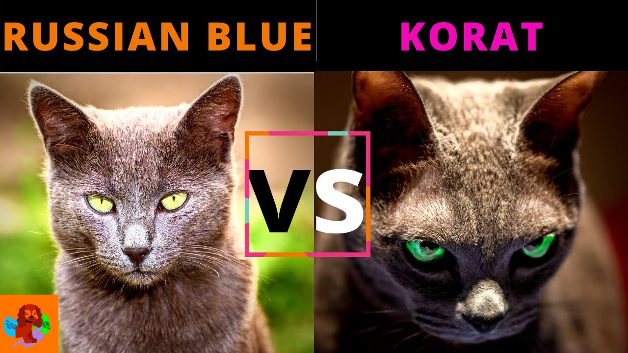 RUSSIAN BLUE CAT VS KORAT CAT (Breed Comparison) Which One Should You