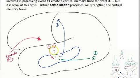Hippocampal contributions to memory