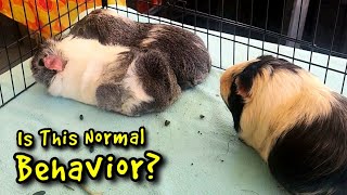 Guinea Pig Bonding  1 Neutered Boy & 2 Girls