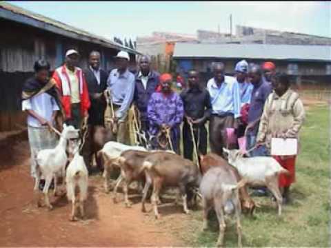 dairy goat breeds