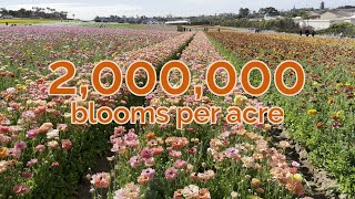 Millions of Ranunculus at The Flower Fields - My Trip to Carlsbad