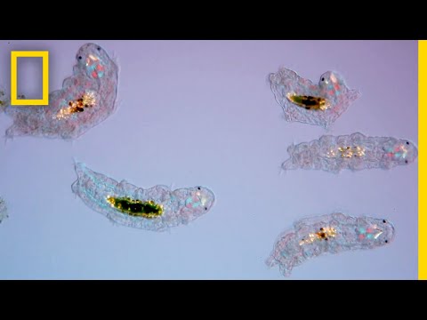 Extremophiles 101 | National Geographic