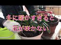 クンシラン植え替え動画4~5月が好ましい