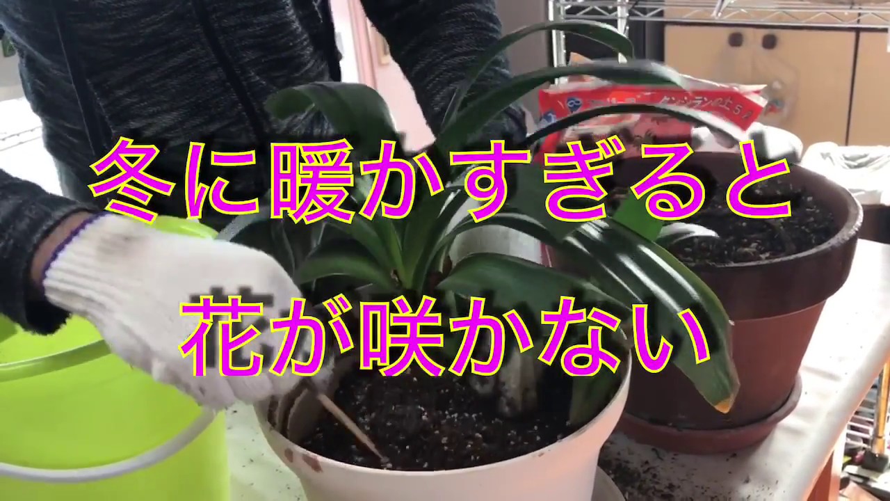 クンシラン植え替え動画4 5月が好ましい Youtube