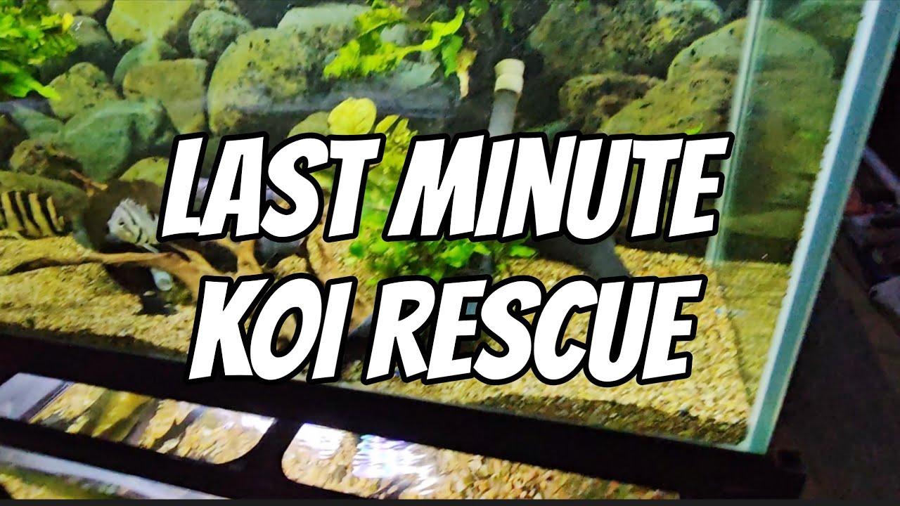 Last Minute Koi Rescue 