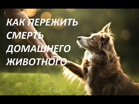 Как пережить смерть домашнего питомца?