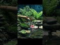 relaxing and mind calming music #shorts #relaxingmusic #calmsounds #foryou