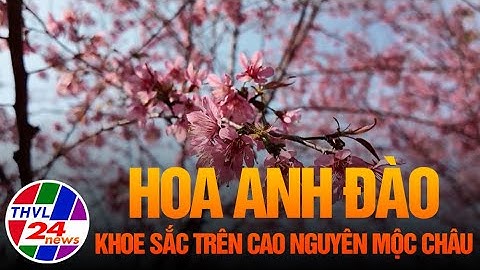 Hoa anh đào khoe sắc trên cao nguyên Mộc Châu