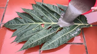 Simple way to make planters and tables from plastic bottles, leaves, dry branches and cement