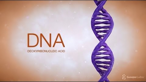 From cell to DNA