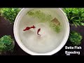 Betta fish breeding procedure  fighter fish