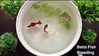 Betta Fish Breeding Procedure | Fighter Fish