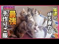 猫達が待ち兼ねる 我が家の手作りご飯をご紹介！【猫と健康と病気予防】