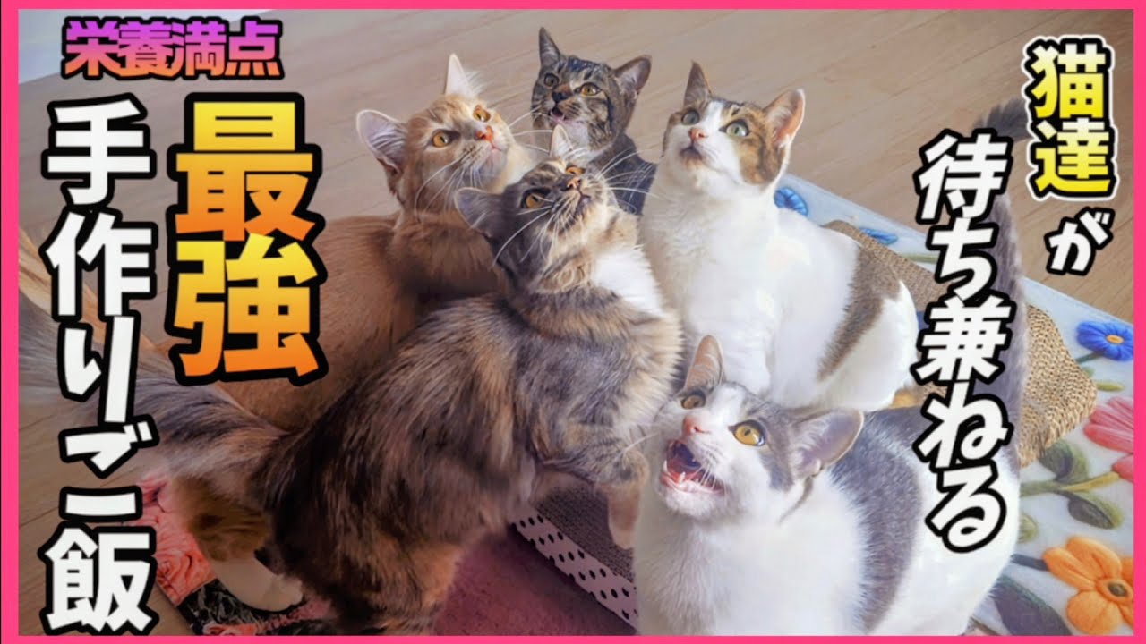 猫達が待ち兼ねる 我が家の手作りご飯をご紹介！【猫と健康と病気予防】