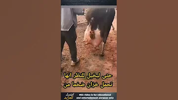 بقره لديها اكبر ضرع حليب في العالم 